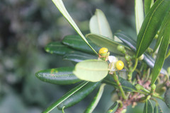 Garcinia travancorica